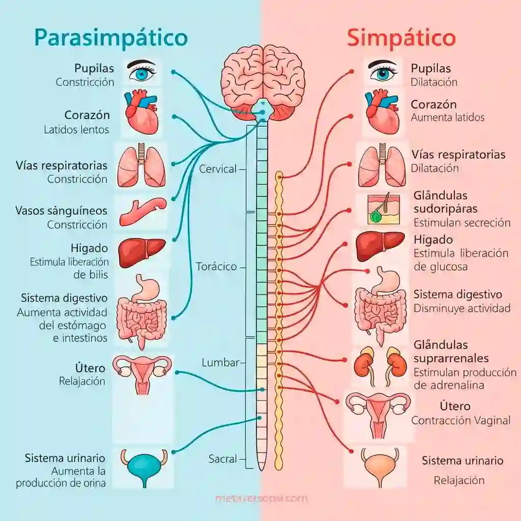 Diagrama detallado de las funciones de los sistemas nerviosos parasimpático y simpático en los órganos del cuerpo humano.